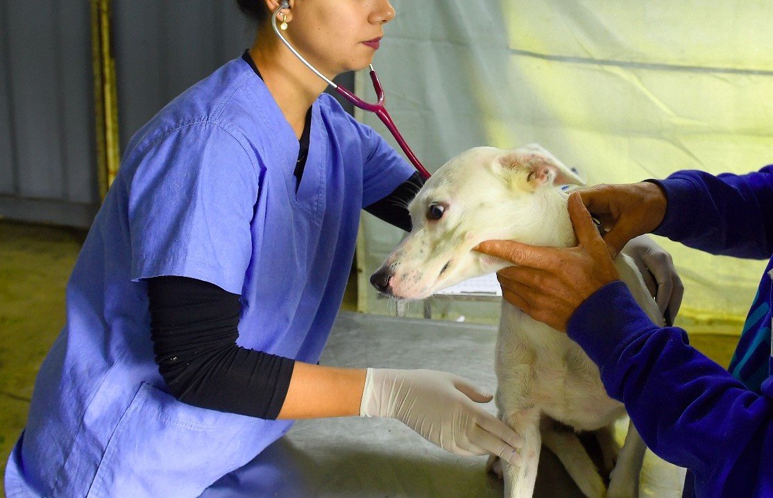 Mais de 120 Animais Foram Castrados no Programa Castrapet Paraná Em Dois Vizinhos.