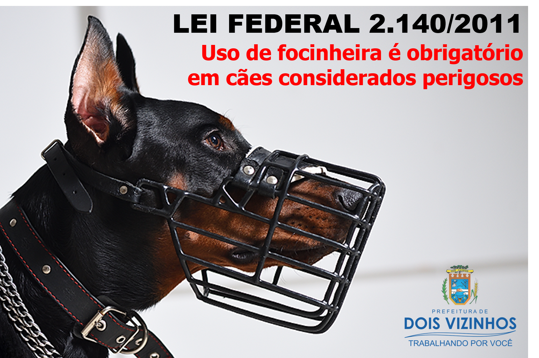 PRESENÇA DE CÃES DE GRANDE PORTE SEM FOCINHEIRA NO LAGO DOURADO PREOCUPA FREQUENTADORES