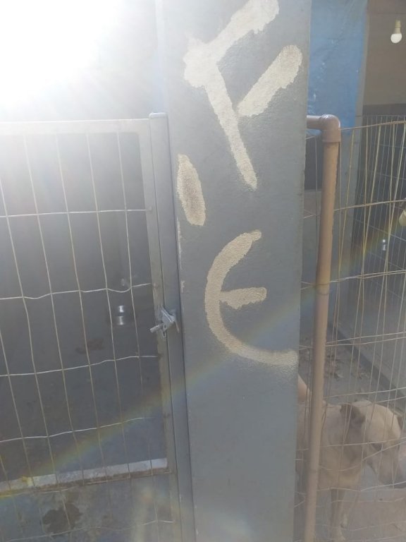 Vândalos Provocam Danos no Canil Municipal e Soltam Animais