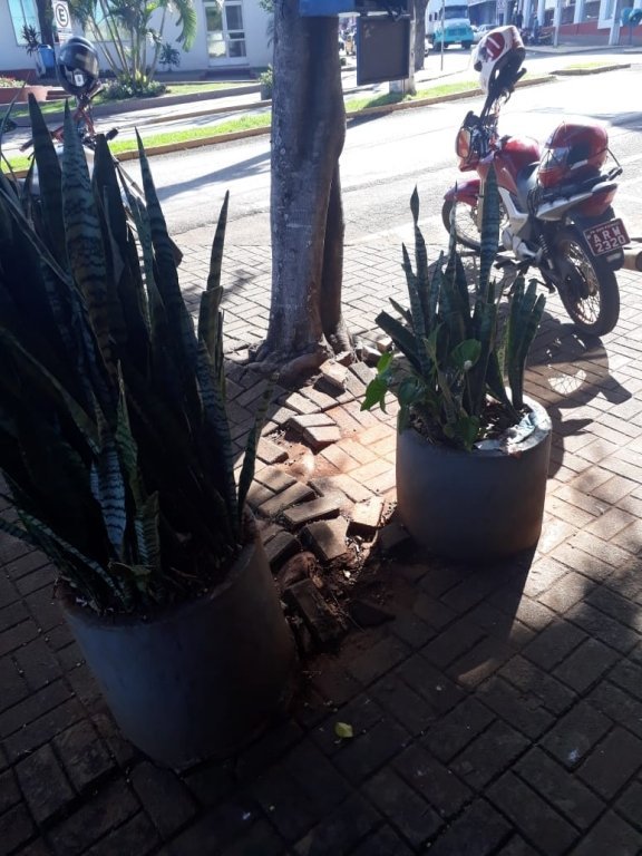 Podas Estão no Plano Municipal de Arborização - Pmarb