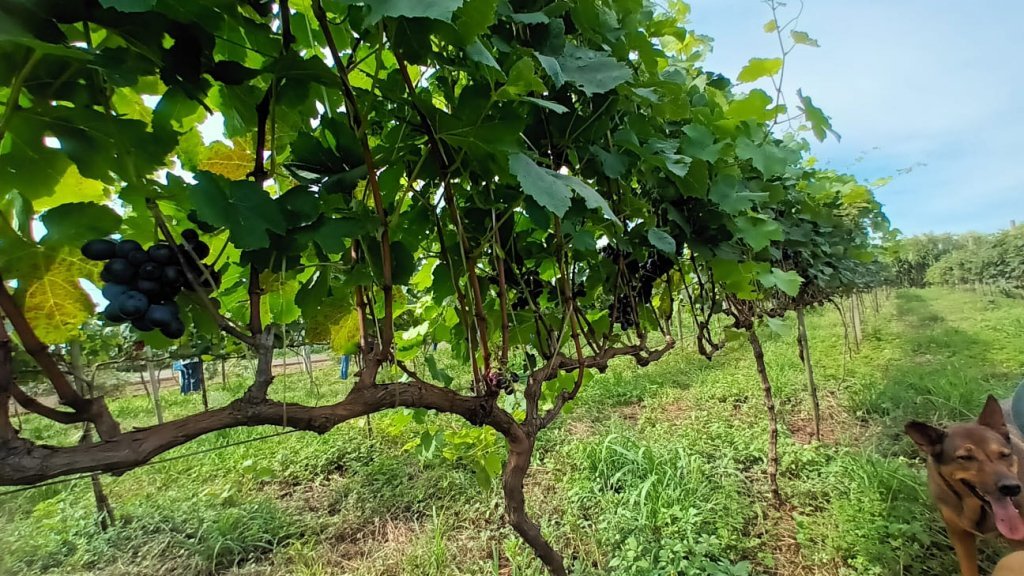Dois Vizinhos Participa de Programa de Revitalização da Viticultura